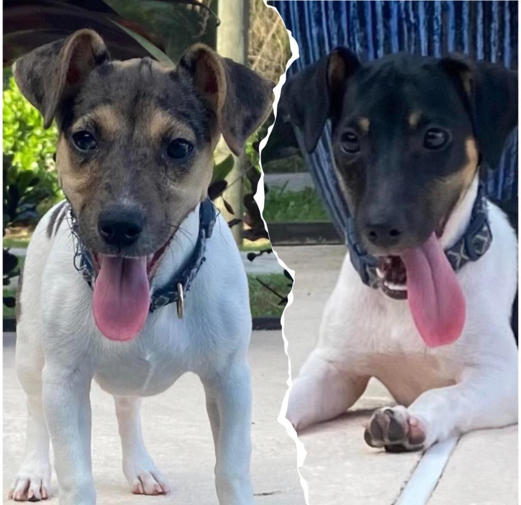 Enlarge LUNA & LILY, a Adoptable Jack Russell Terrier in Palm City, FL image 1/1