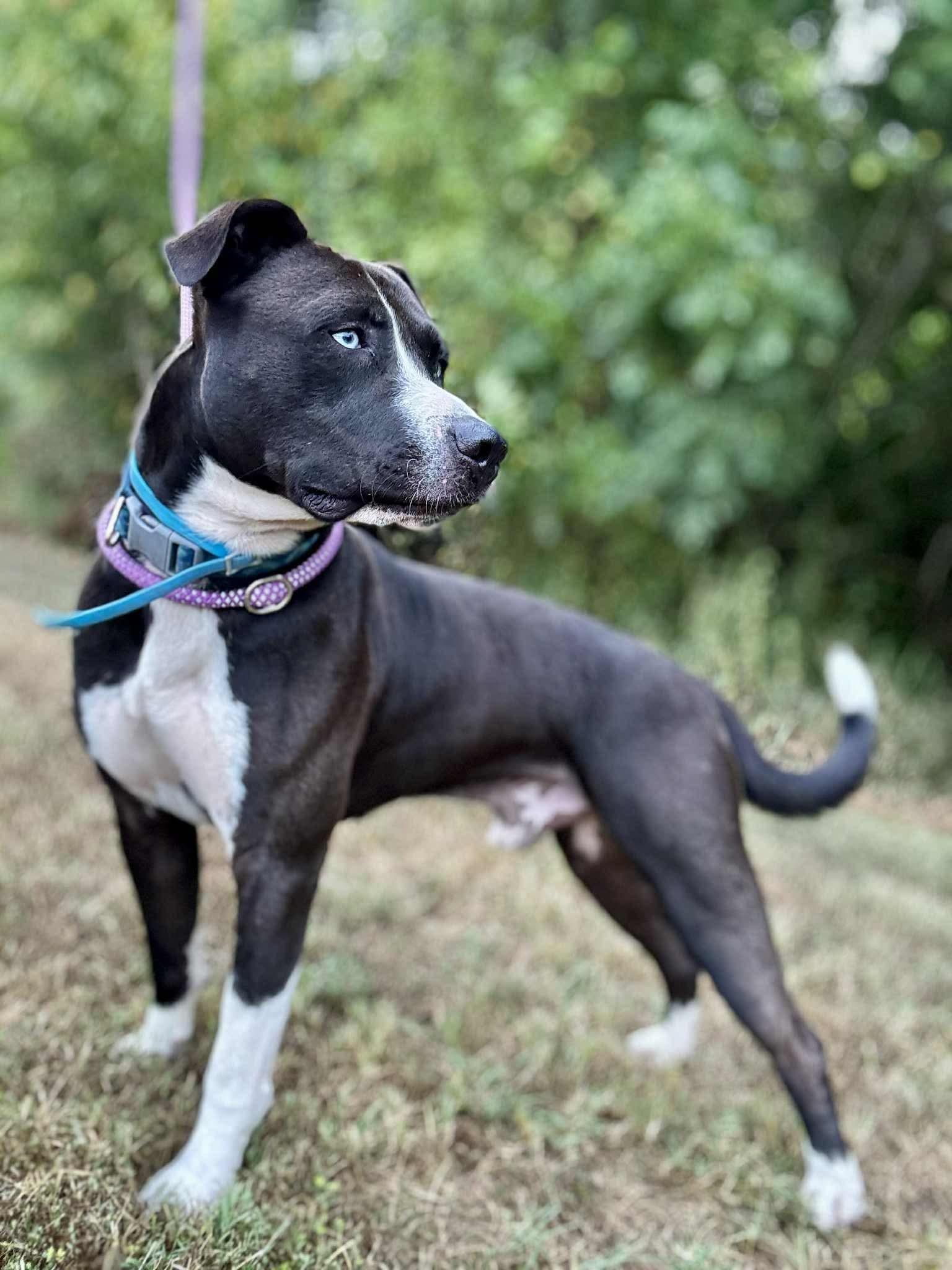 DRAGO, Adoptable, Adult Male Pit Bull Terrier & American Staffordshire Terrier.