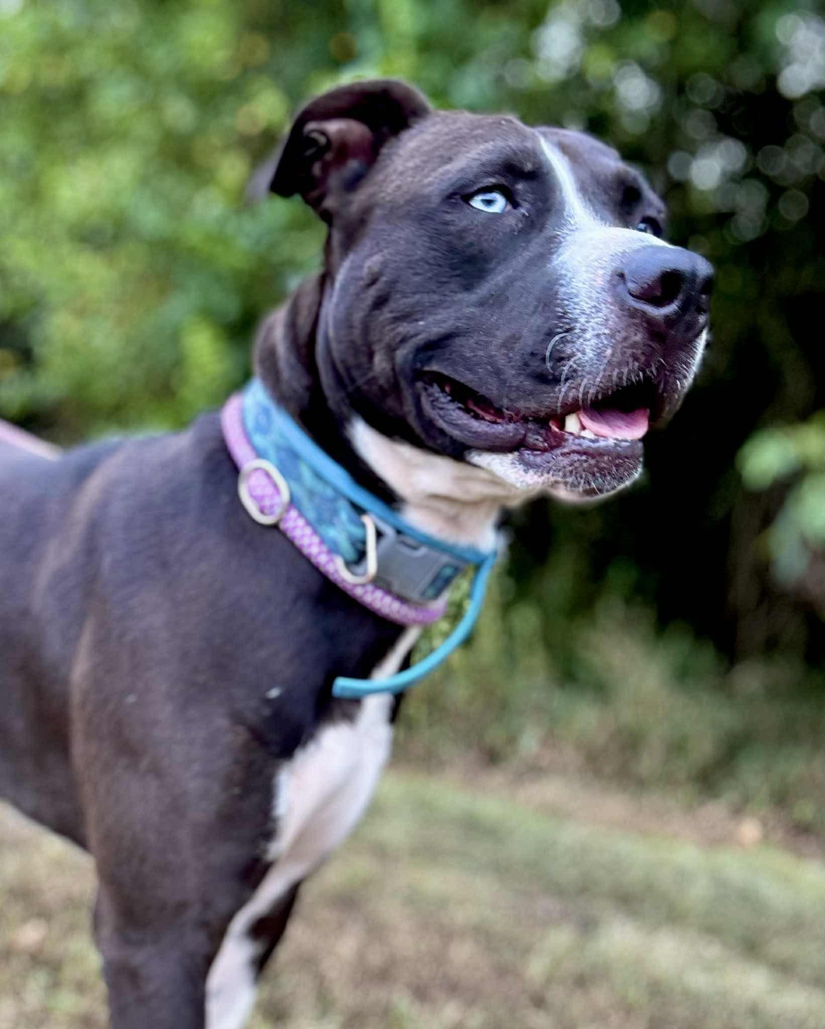 Enlarge DRAGO, a Adoptable mixed breed in Waverly, TN image 2/4