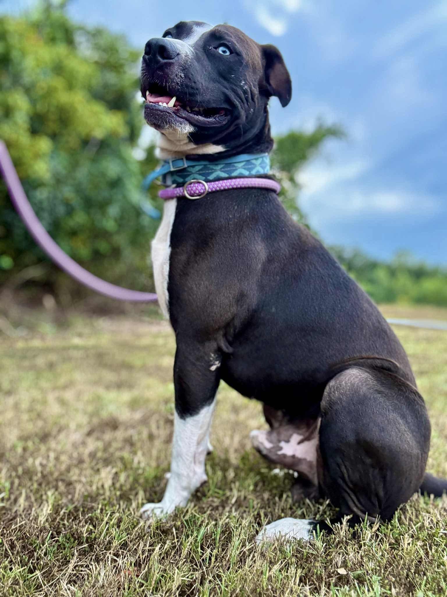 Enlarge DRAGO, a Adoptable mixed breed in Waverly, TN image 3/4
