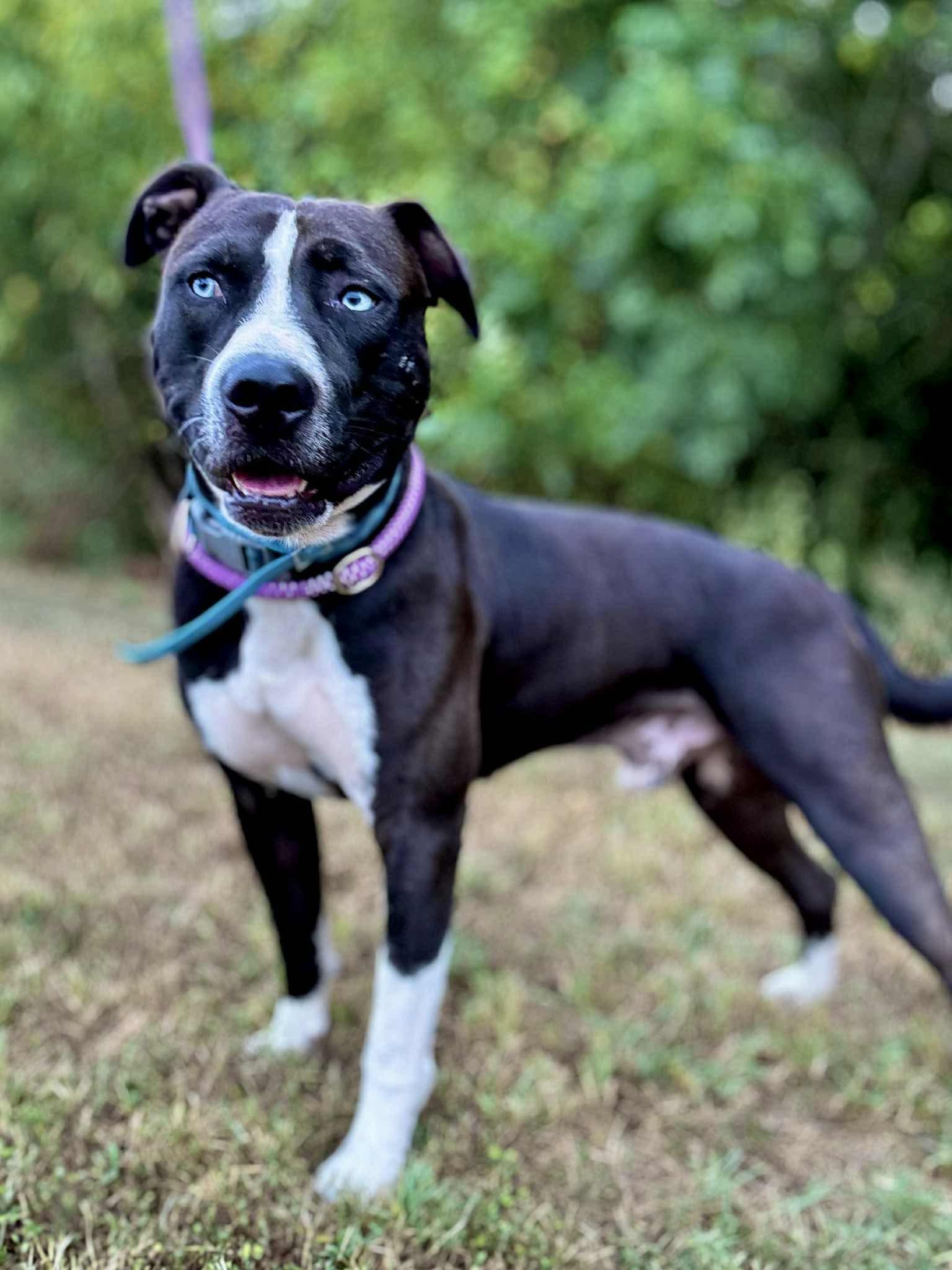 Enlarge DRAGO, a Adoptable mixed breed in Waverly, TN image 4/4