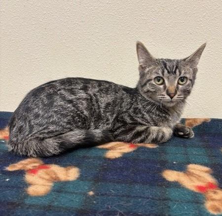 Enlarge Yam, a Adoptable mixed breed in Ladysmith, WI image 1/2