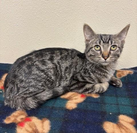 Enlarge Yam, a Adoptable mixed breed in Ladysmith, WI image 2/2