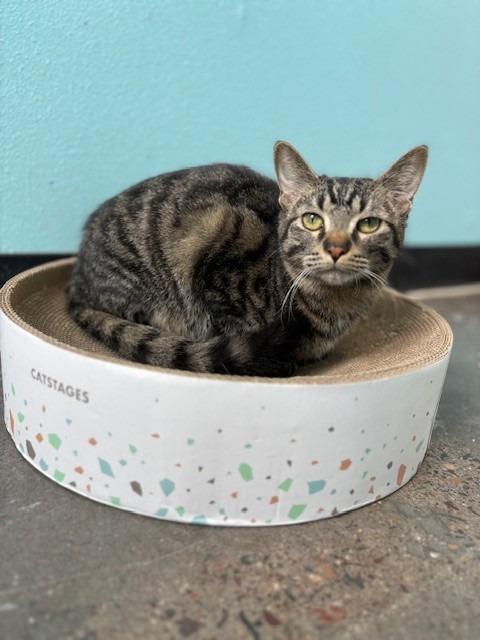 Enlarge Yam, a Adoptable mixed breed in Ladysmith, WI image 2/4