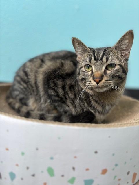 Enlarge Yam, a Adoptable mixed breed in Ladysmith, WI image 3/4