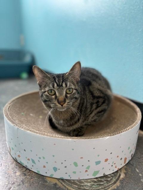 Enlarge Yam, a Adoptable mixed breed in Ladysmith, WI image 4/4
