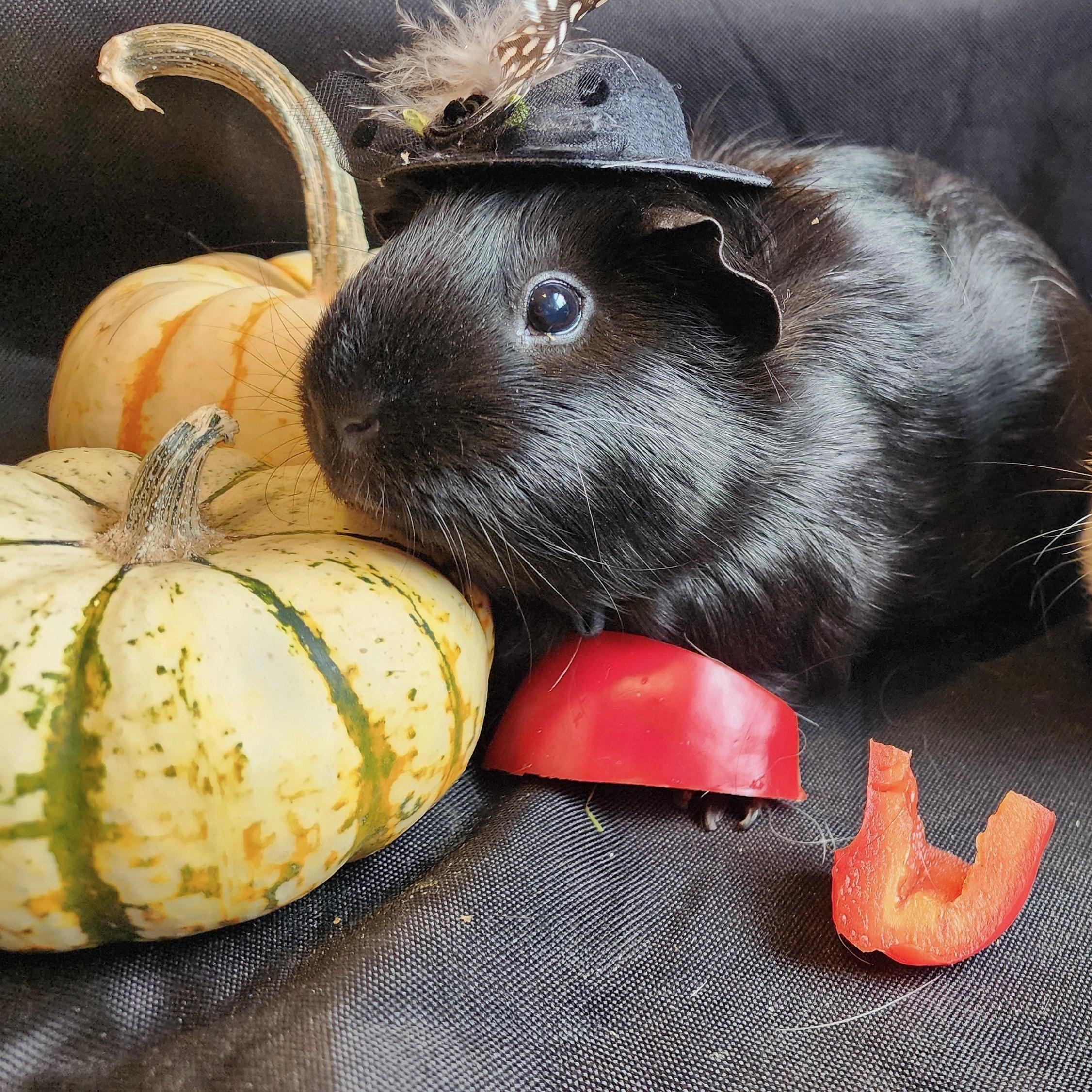 Panther, Adopted, Adult Female Short-Haired.