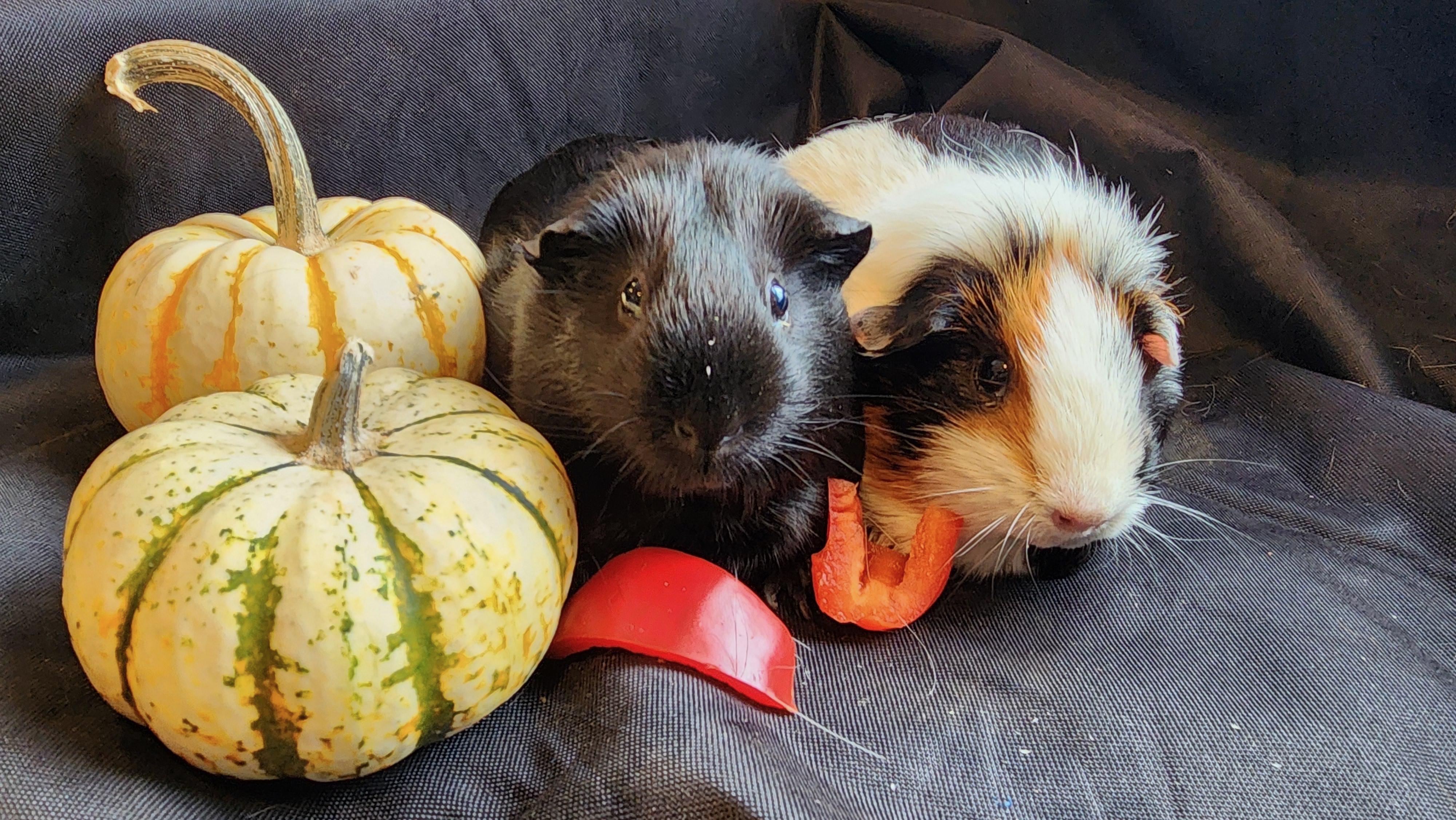 Enlarge Panther, a Adopted Short-Haired in Frederick, MD image 4/4