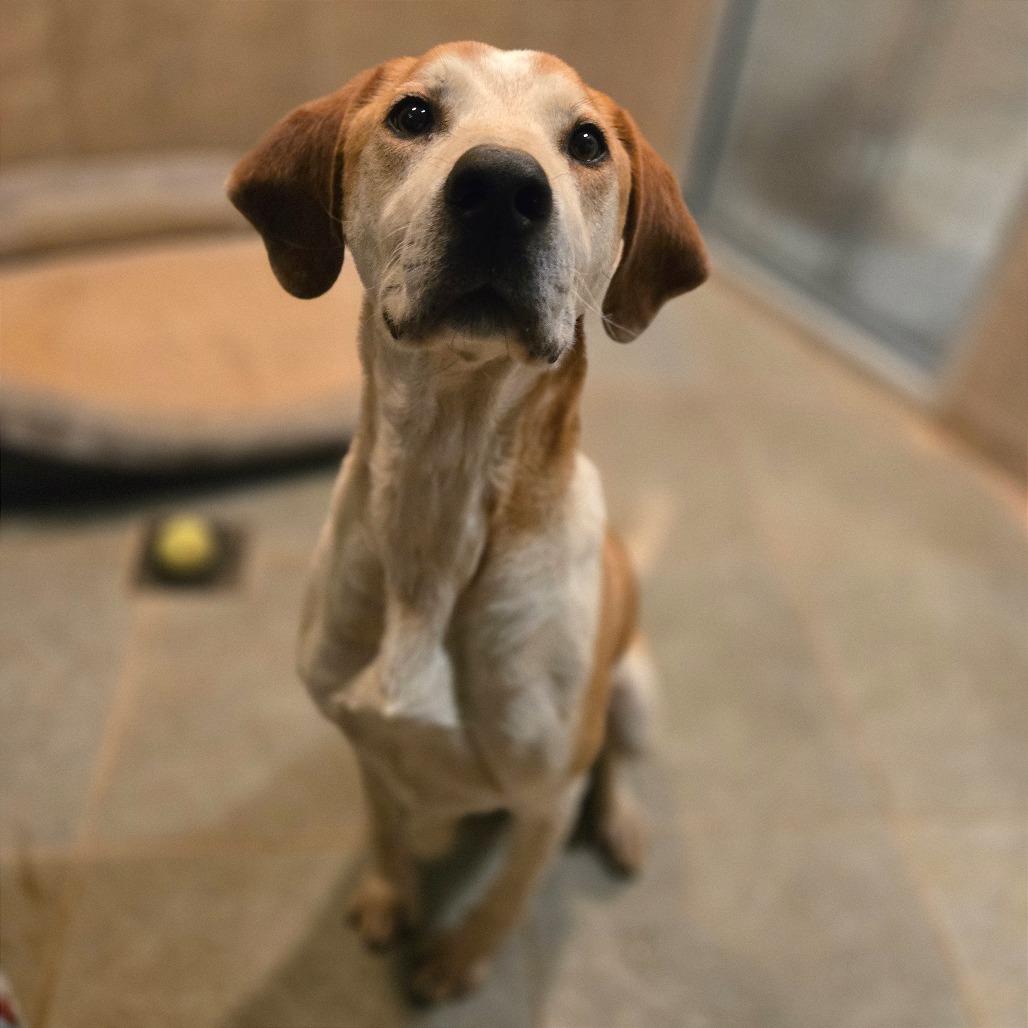 Rocco, Adoptable, Adult Male Mixed Breed.