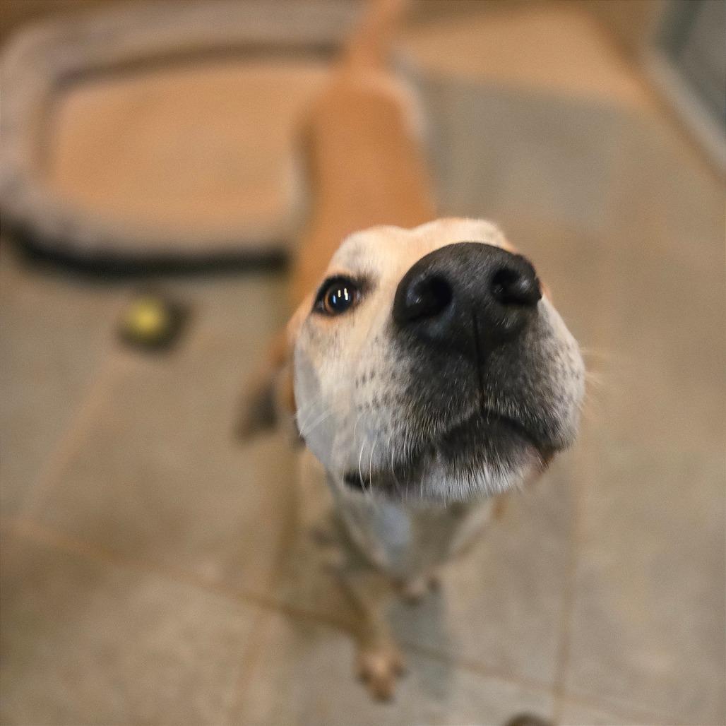 Enlarge Rocco, a Adoptable Mixed Breed in Chattanooga, TN image 2/6