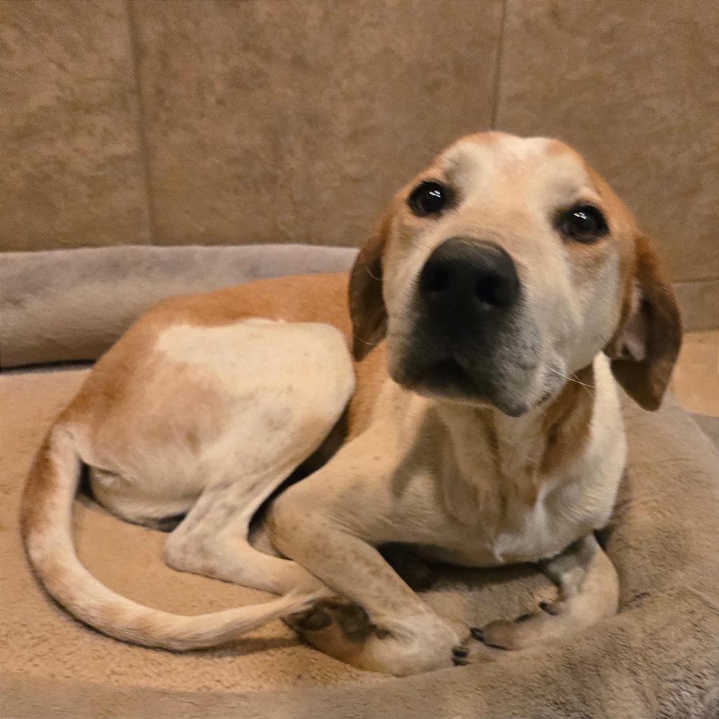 Rocco — thumbnail 2