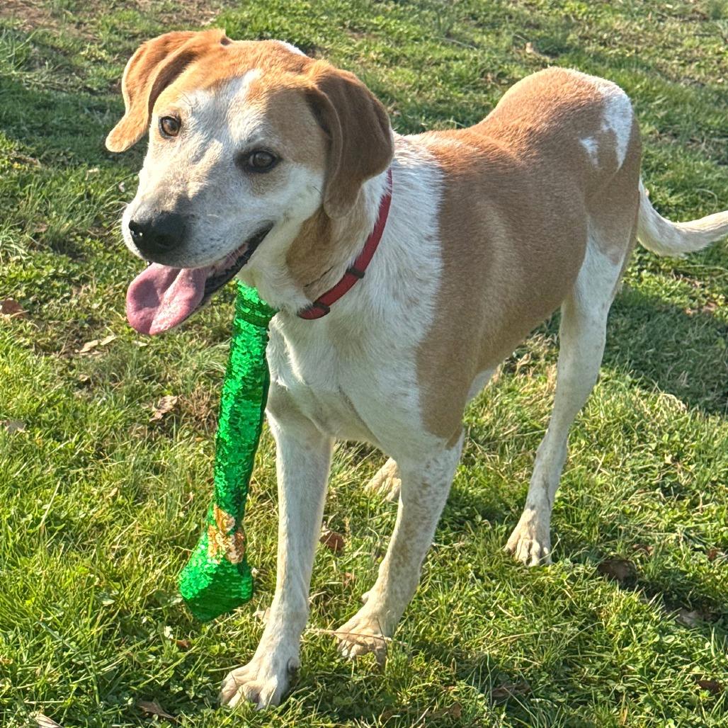 Rocco — thumbnail 3