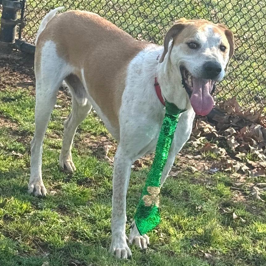 Rocco — thumbnail 4