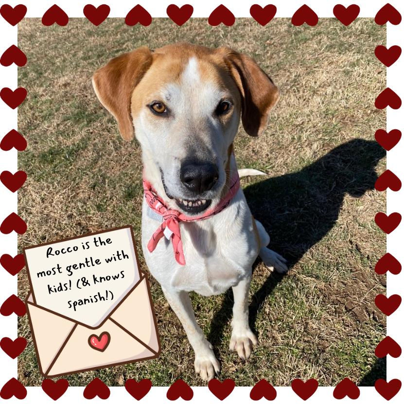 Enlarge Rocco, a Adoptable Mixed Breed in Chattanooga, TN image 4/6