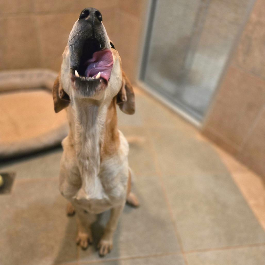 Enlarge Rocco, a Adoptable Mixed Breed in Chattanooga, TN image 5/6