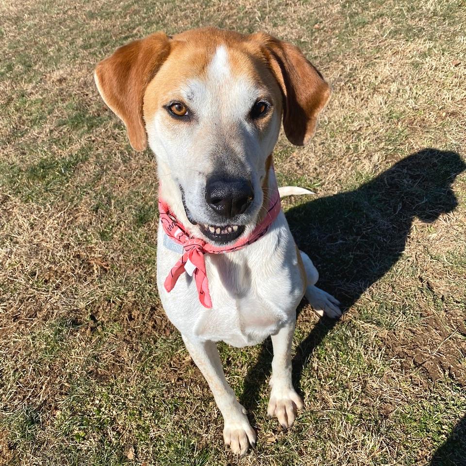 Enlarge Rocco, a Adoptable Mixed Breed in Chattanooga, TN image 6/6