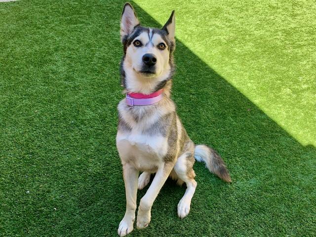 Enlarge VIOLET, a Adoptable mixed breed in Moreno Valley, CA image 1/1