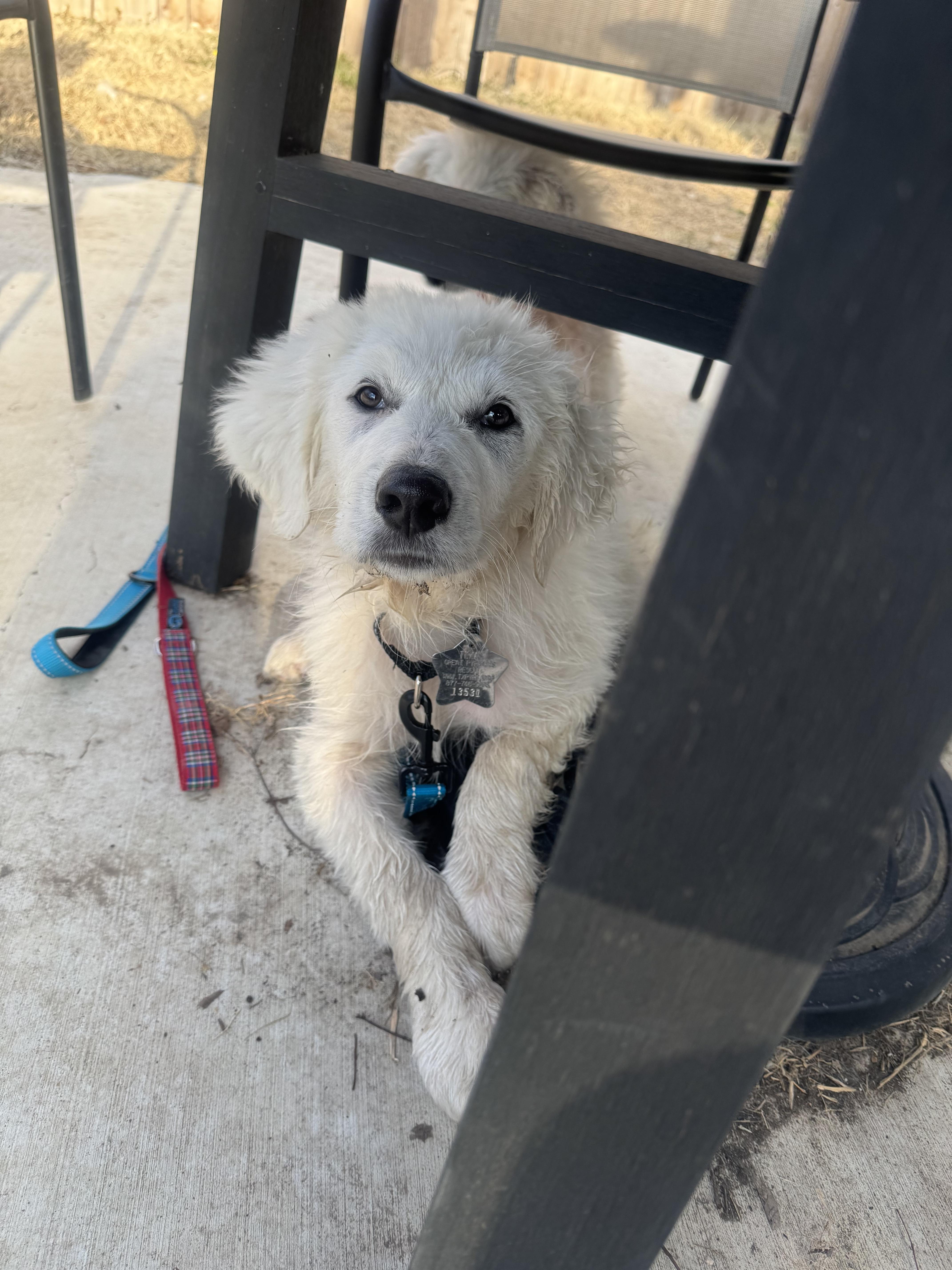 Theodore ATX, Adoptable, Puppy Male Great Pyrenees.