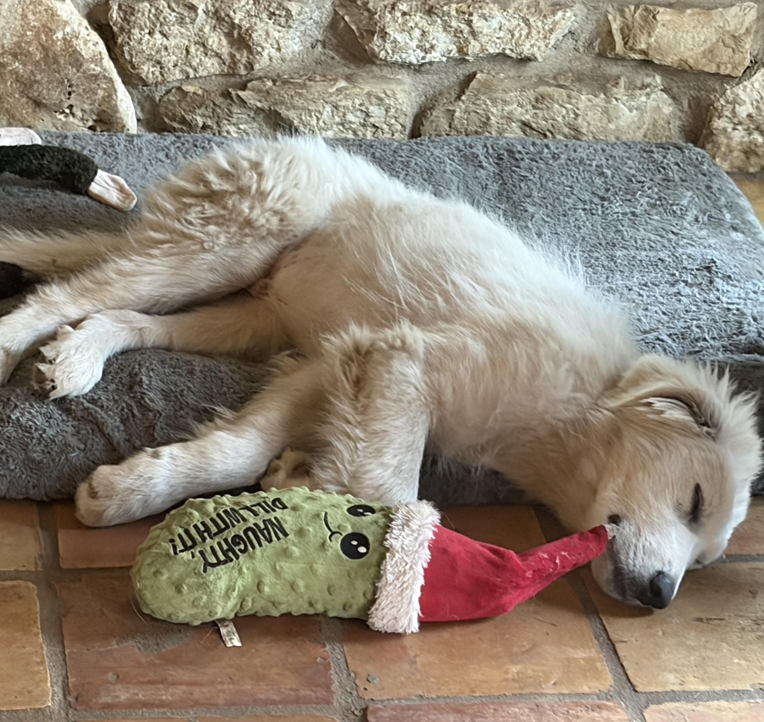 Enlarge Theodore ATX, a Adoptable mixed breed in Quinlan, TX image 2/6