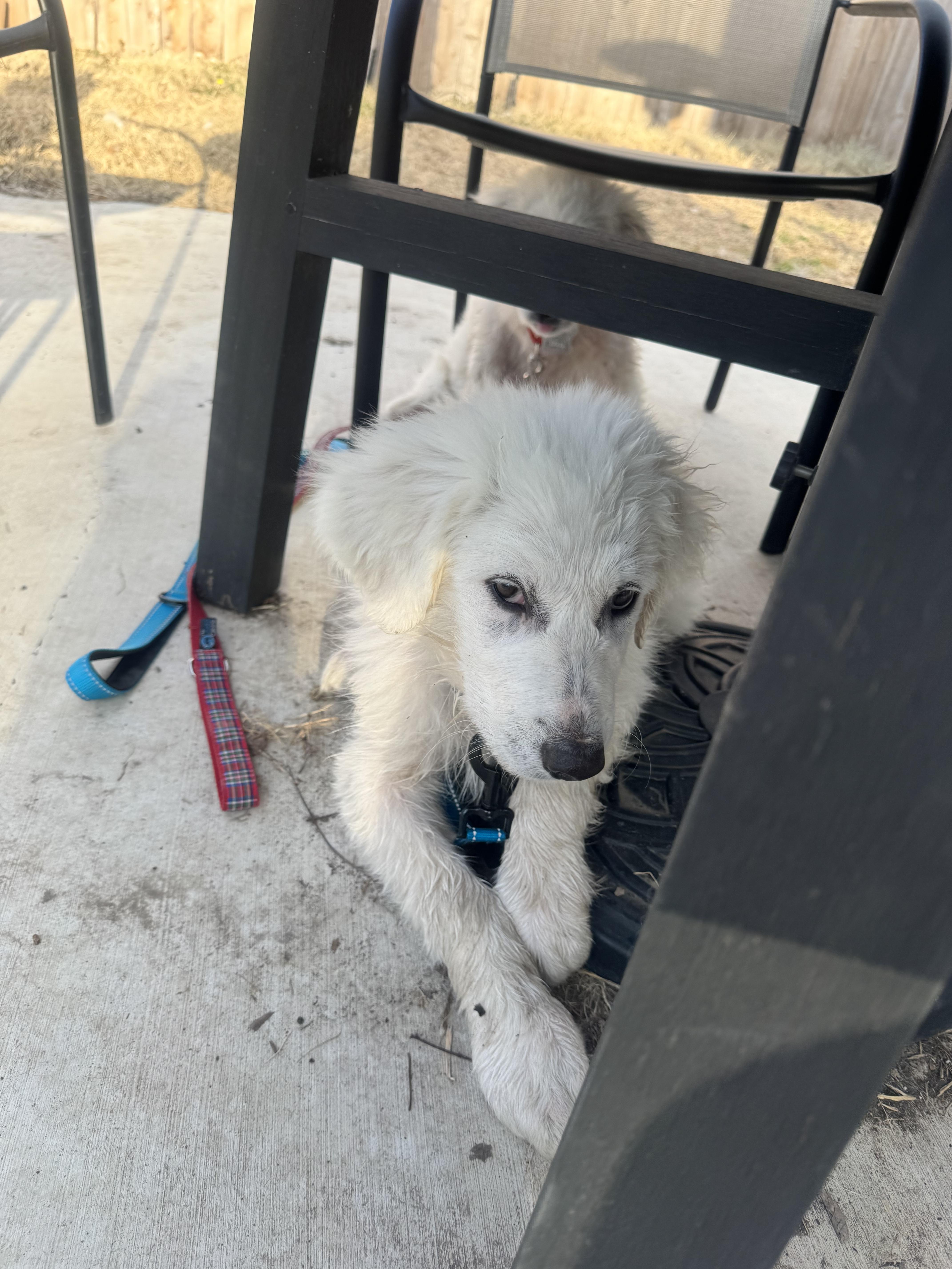 Enlarge Theodore ATX, a Adoptable mixed breed in Quinlan, TX image 3/6