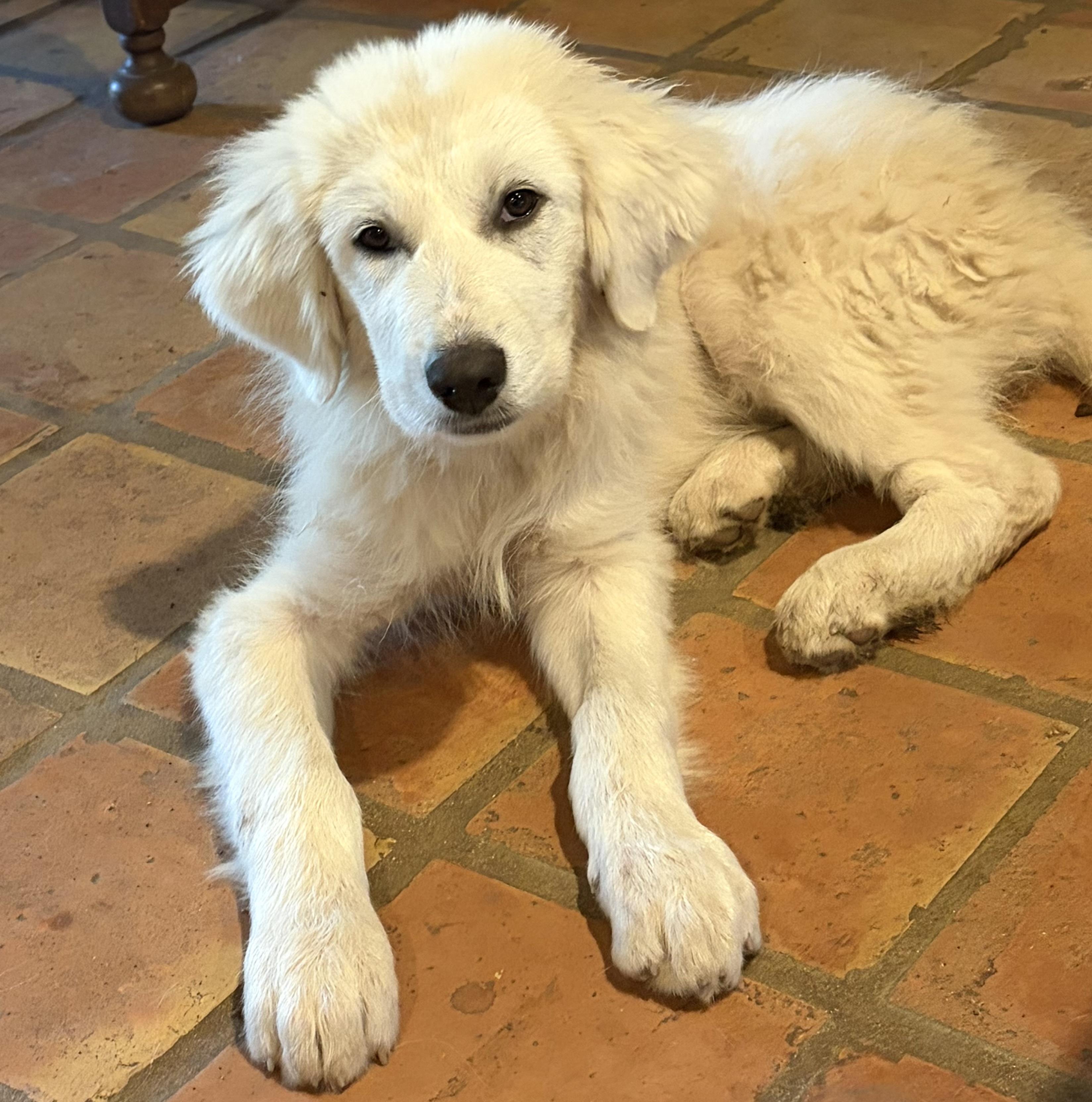 Enlarge Theodore ATX, a Adoptable mixed breed in Quinlan, TX image 4/6