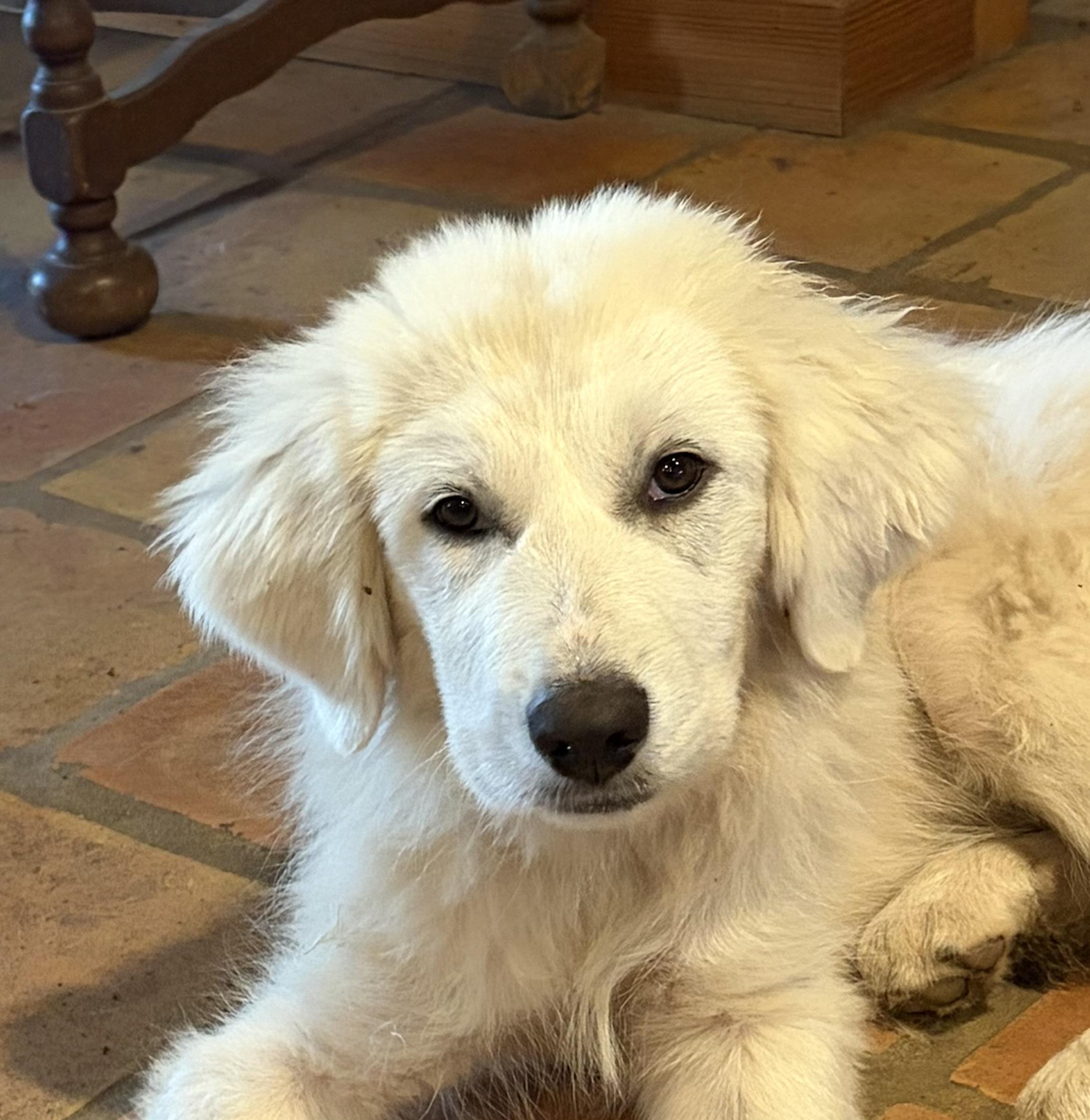 Enlarge Theodore ATX, a Adoptable mixed breed in Quinlan, TX image 5/6