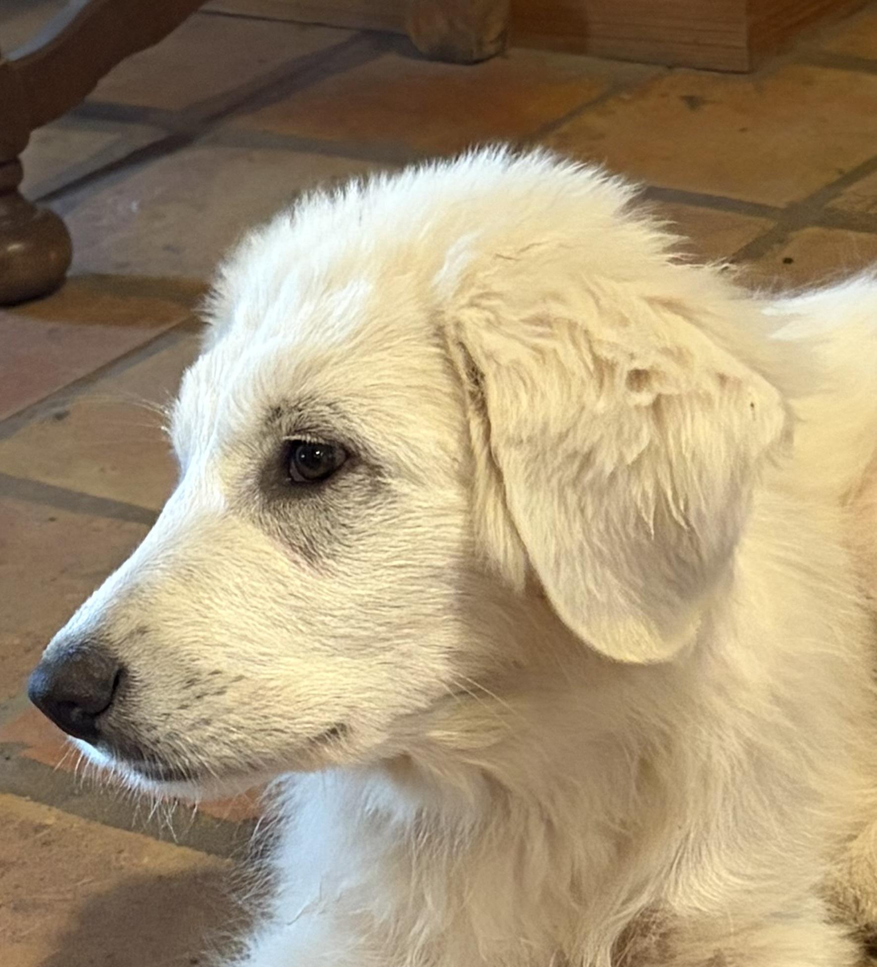 Enlarge Theodore ATX, a Adoptable mixed breed in Quinlan, TX image 6/6