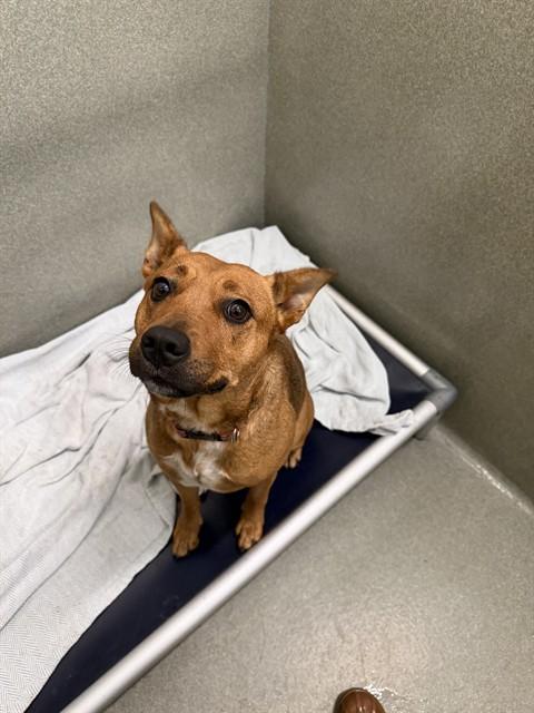 KIM, Adoptable, Young Female Australian Cattle Dog / Blue Heeler & Carolina Dog.