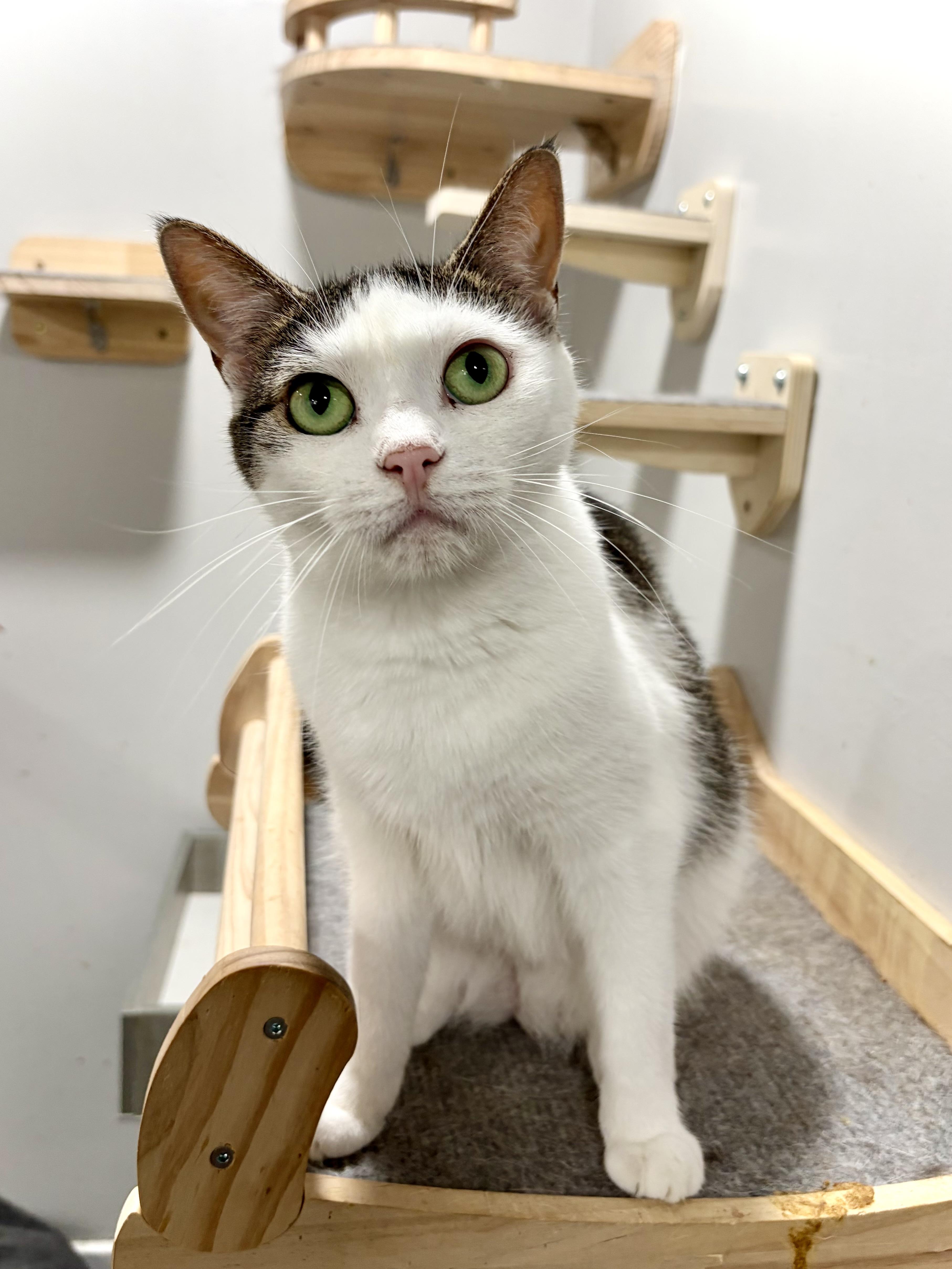 Clarice, adopted, Adult Female American Shorthair.