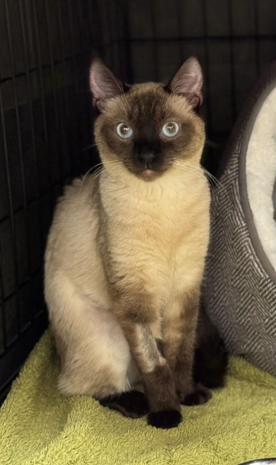 Persimmon, ADOPTABLE, Adult Female Siamese.