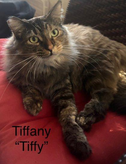 Tiffany `Tiffy`, Adoptable, Adult Female Domestic Long Hair & Domestic Short Hair.