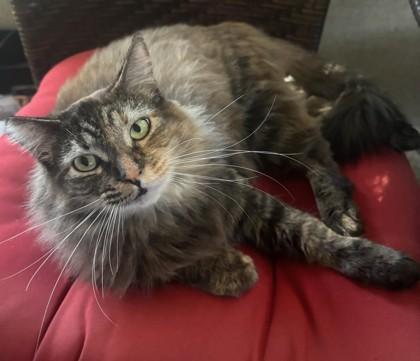 Enlarge Tiffany `Tiffy`, a Adoptable mixed breed in Encinitas, CA image 3/3