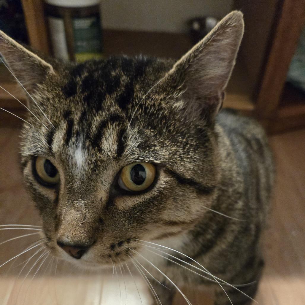 Nimbus — thumbnail 3