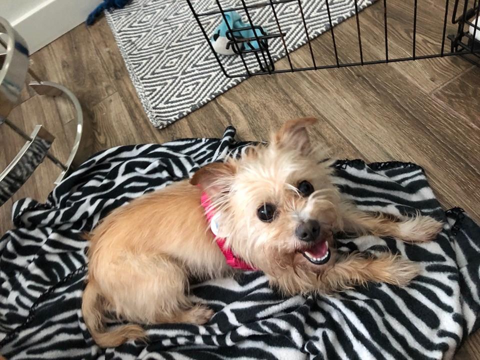 Enlarge Gabbie, a Adopted Yorkshire Terrier in Osteen, FL image 1/3