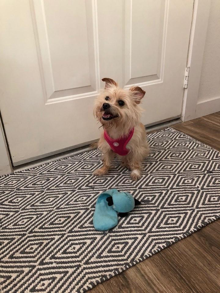 Enlarge Gabbie, a Adopted Yorkshire Terrier in Osteen, FL image 2/3