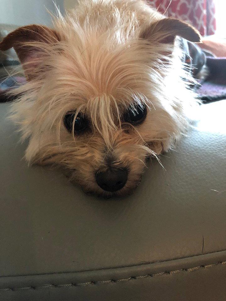 Enlarge Gabbie, a Adopted Yorkshire Terrier in Osteen, FL image 3/3