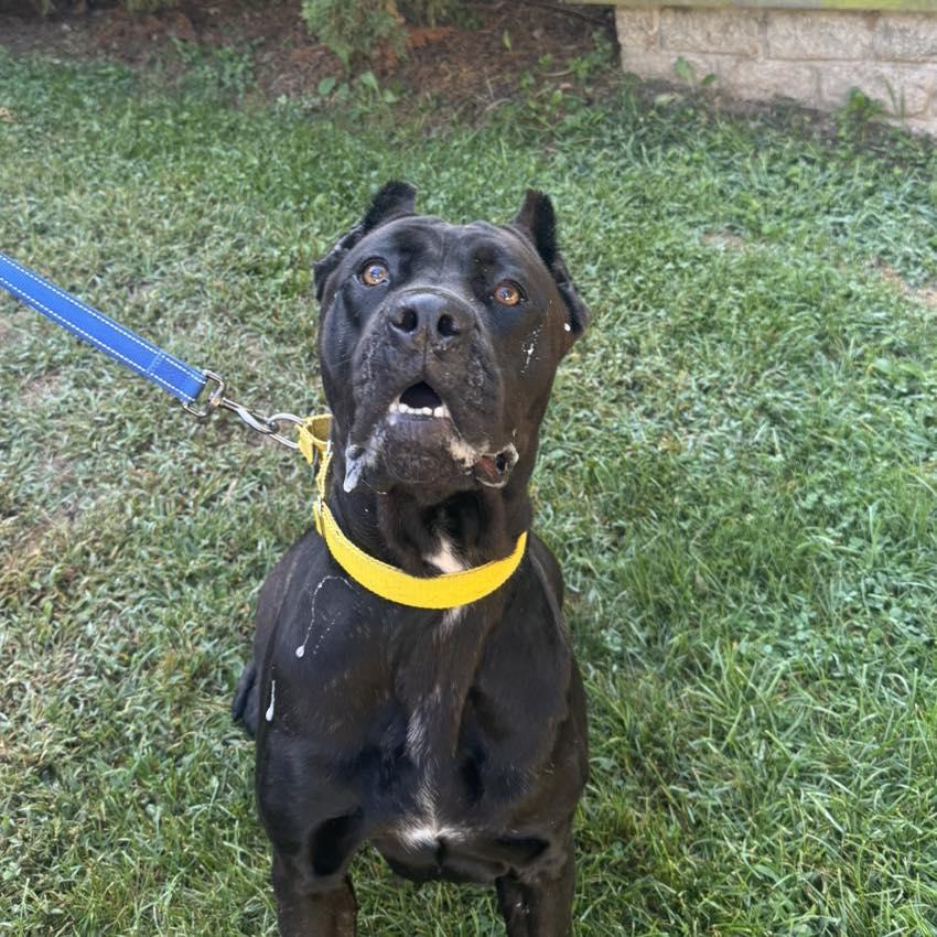 Vanta, an adoptable mixed breed in AQUEBOGUE, NY image 1/3