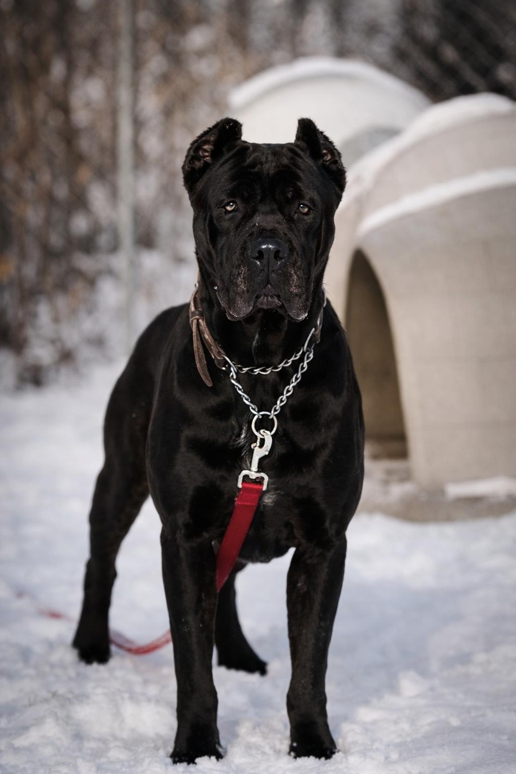 Vanta, adoptable, Adult Female Cane Corso.