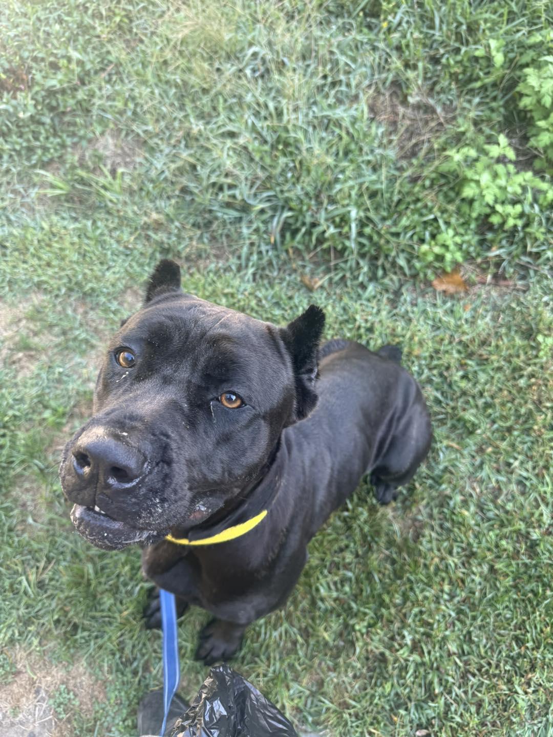 Vanta, an adoptable mixed breed in AQUEBOGUE, NY image 3/3