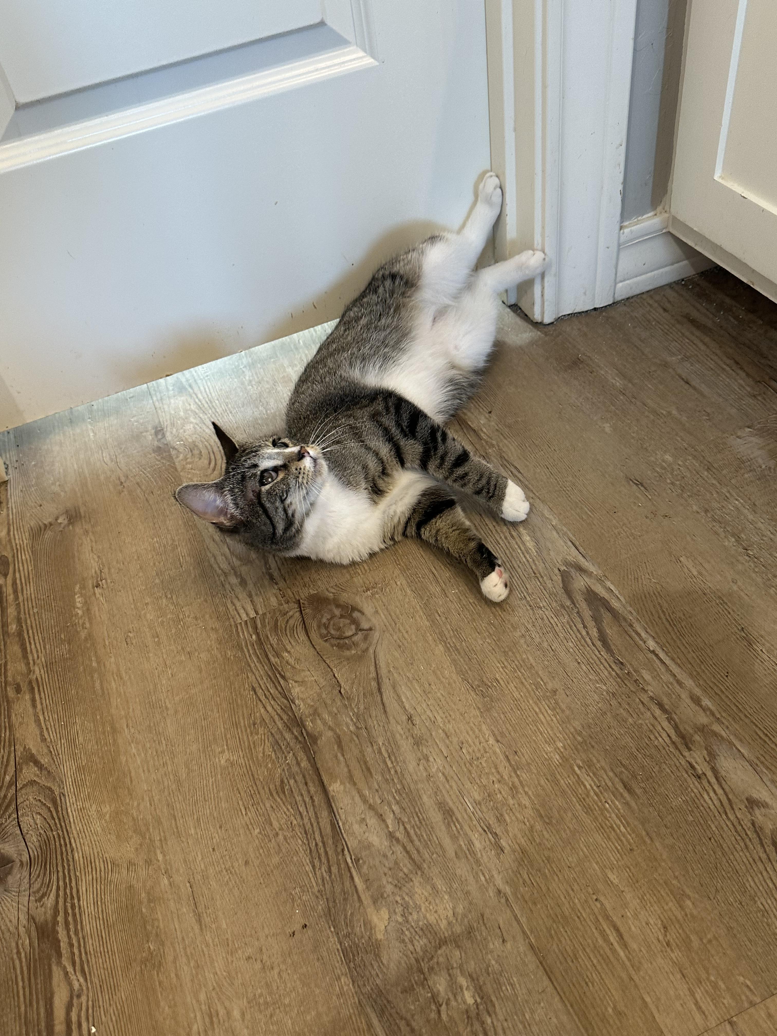 Audi, Adoptable, Young Female Domestic Short Hair.