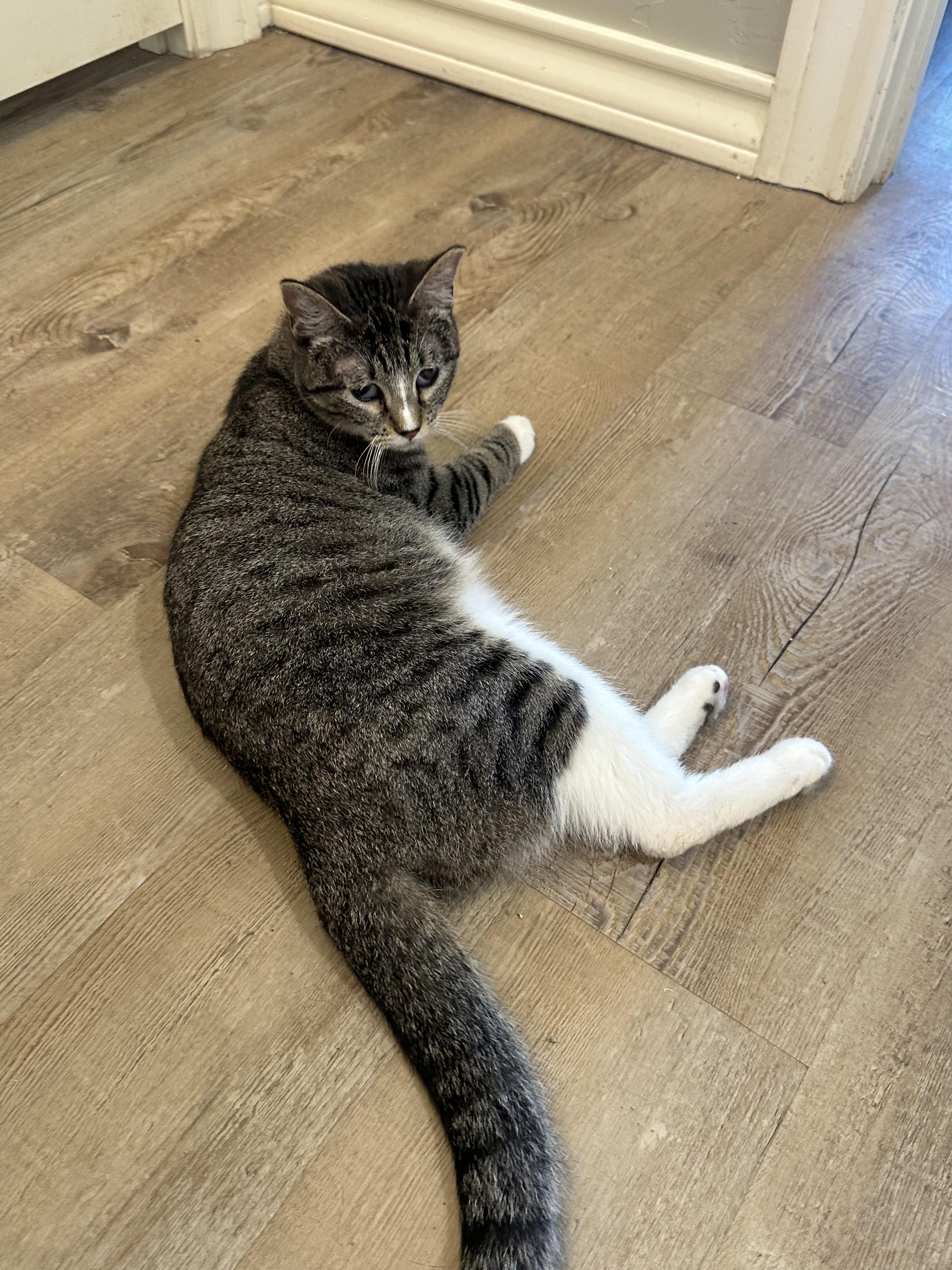 Audi, a Adoptable Domestic Short Hair in Lubbock, TX image 2/3