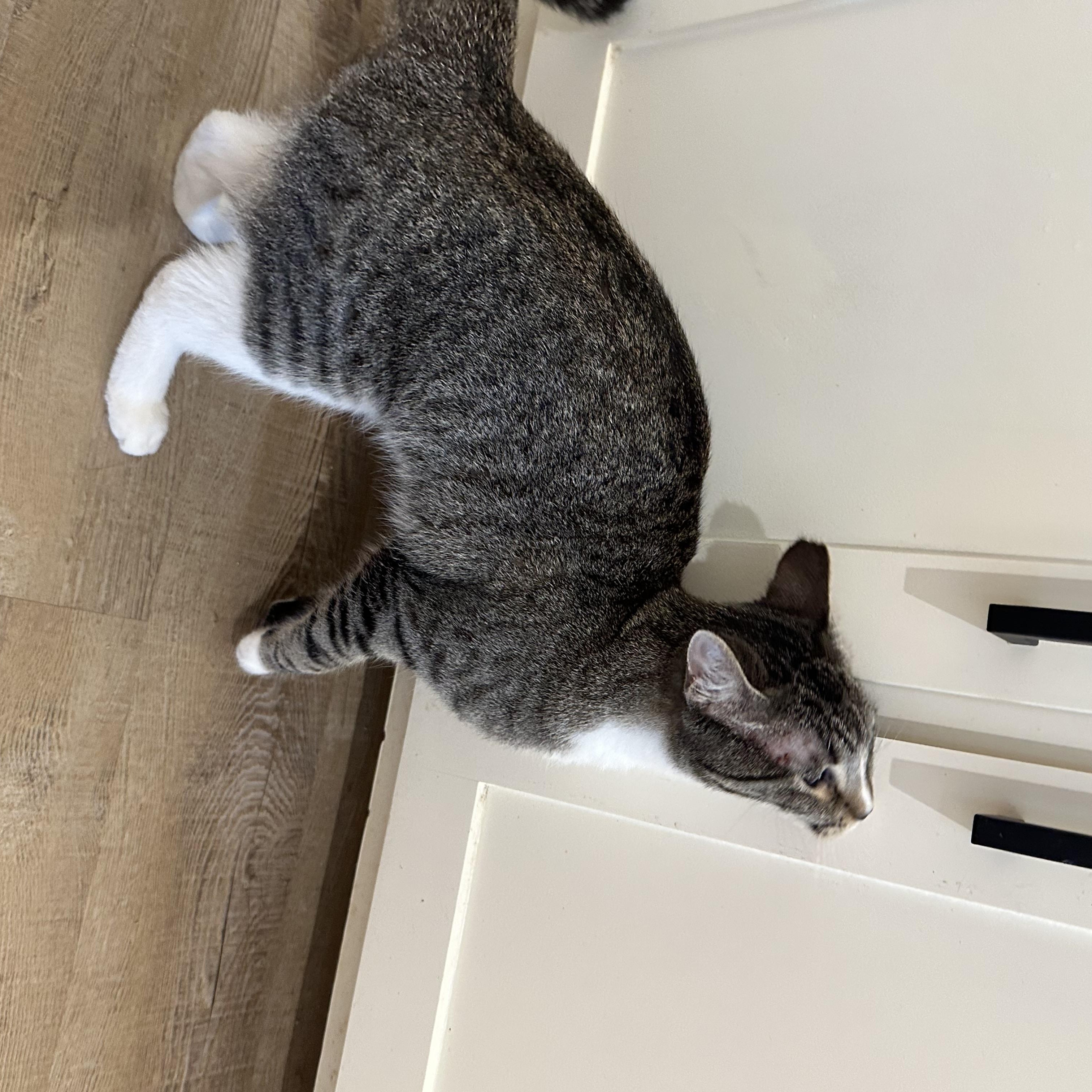 Audi, an adoptable Domestic Short Hair in Lubbock, TX, 79490 | Photo Image 3
