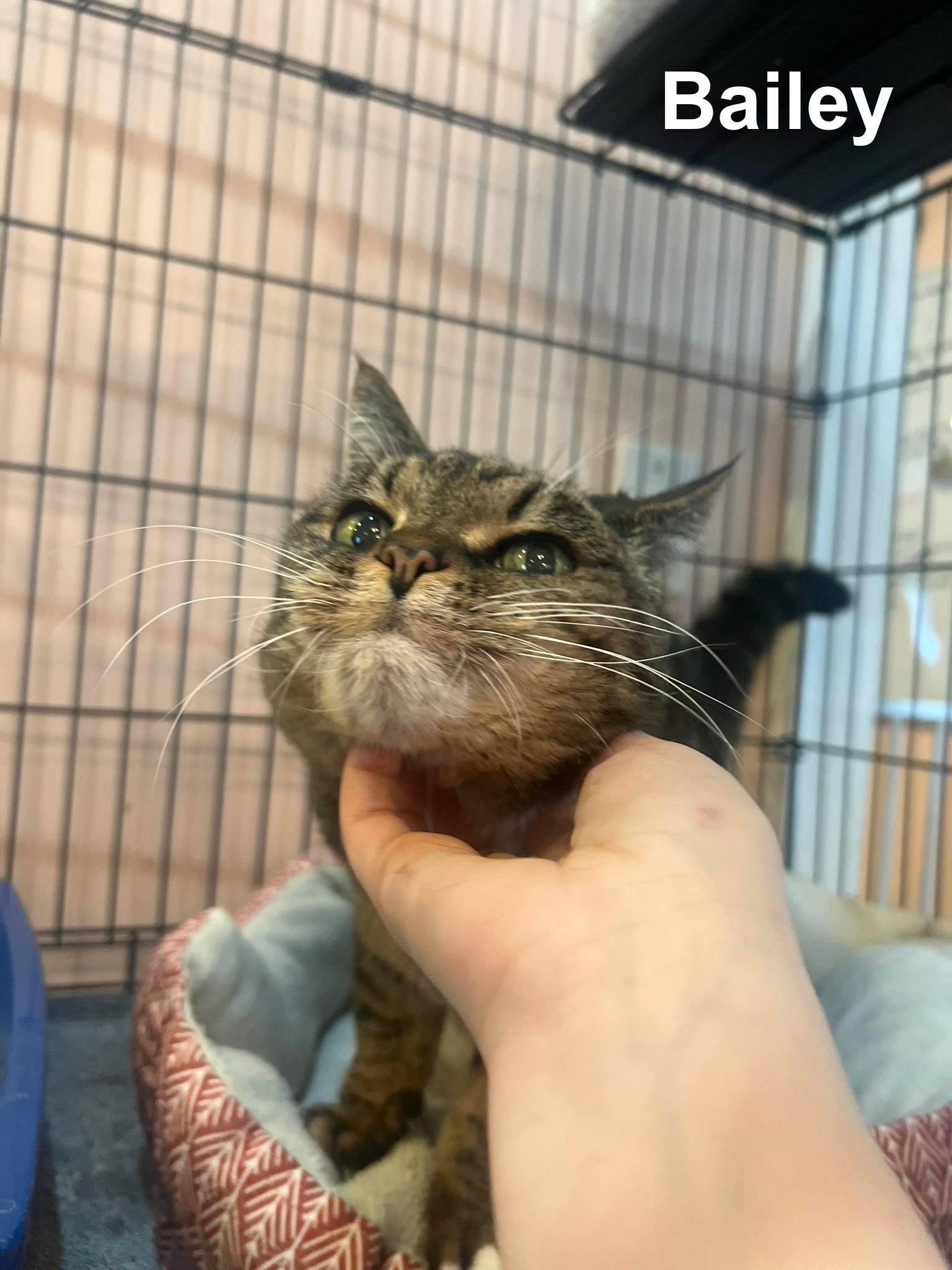 Enlarge Bailey, a ADOPTABLE Domestic Short Hair in Cincinnati , OH image 4/5