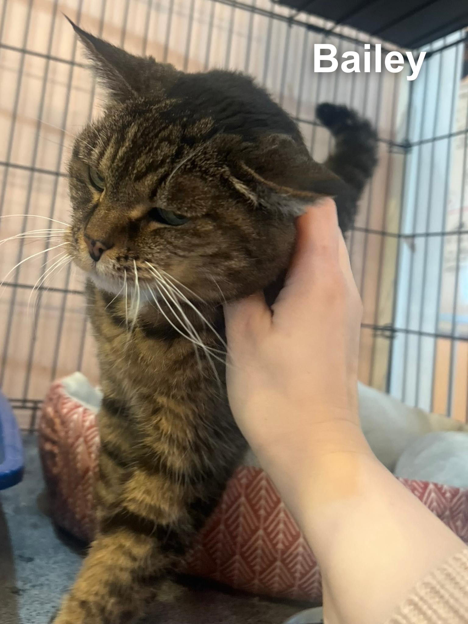 Enlarge Bailey, a ADOPTABLE Domestic Short Hair in Cincinnati , OH image 5/5