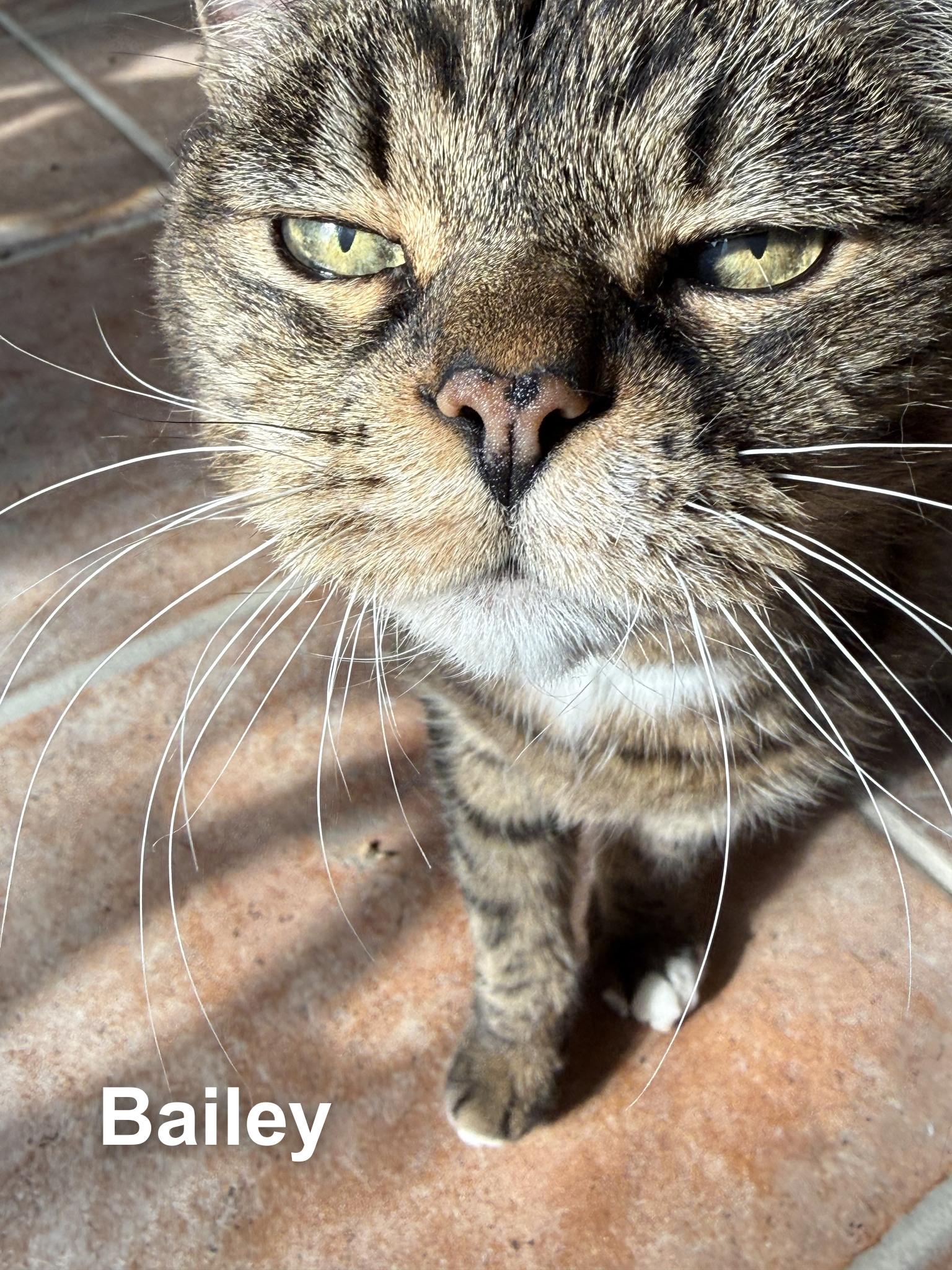 Enlarge Bailey, a ADOPTABLE Domestic Short Hair in Cincinnati , OH image 2/5