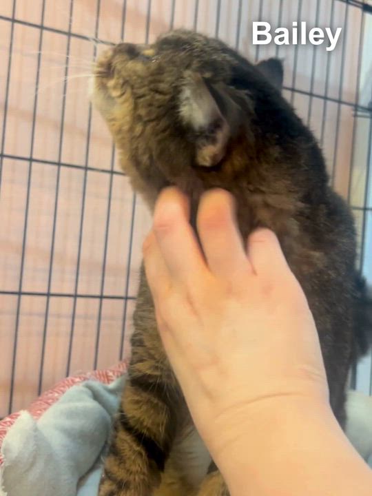 Enlarge Bailey, a ADOPTABLE Domestic Short Hair in Cincinnati , OH video 3/5