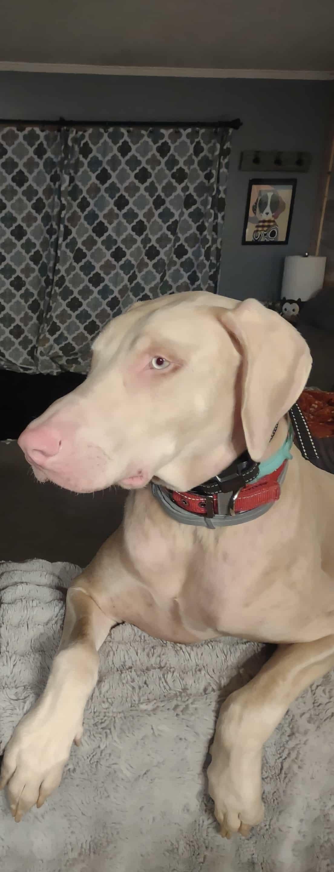 Rigby, Adoptable, Adult Male Doberman Pinscher.