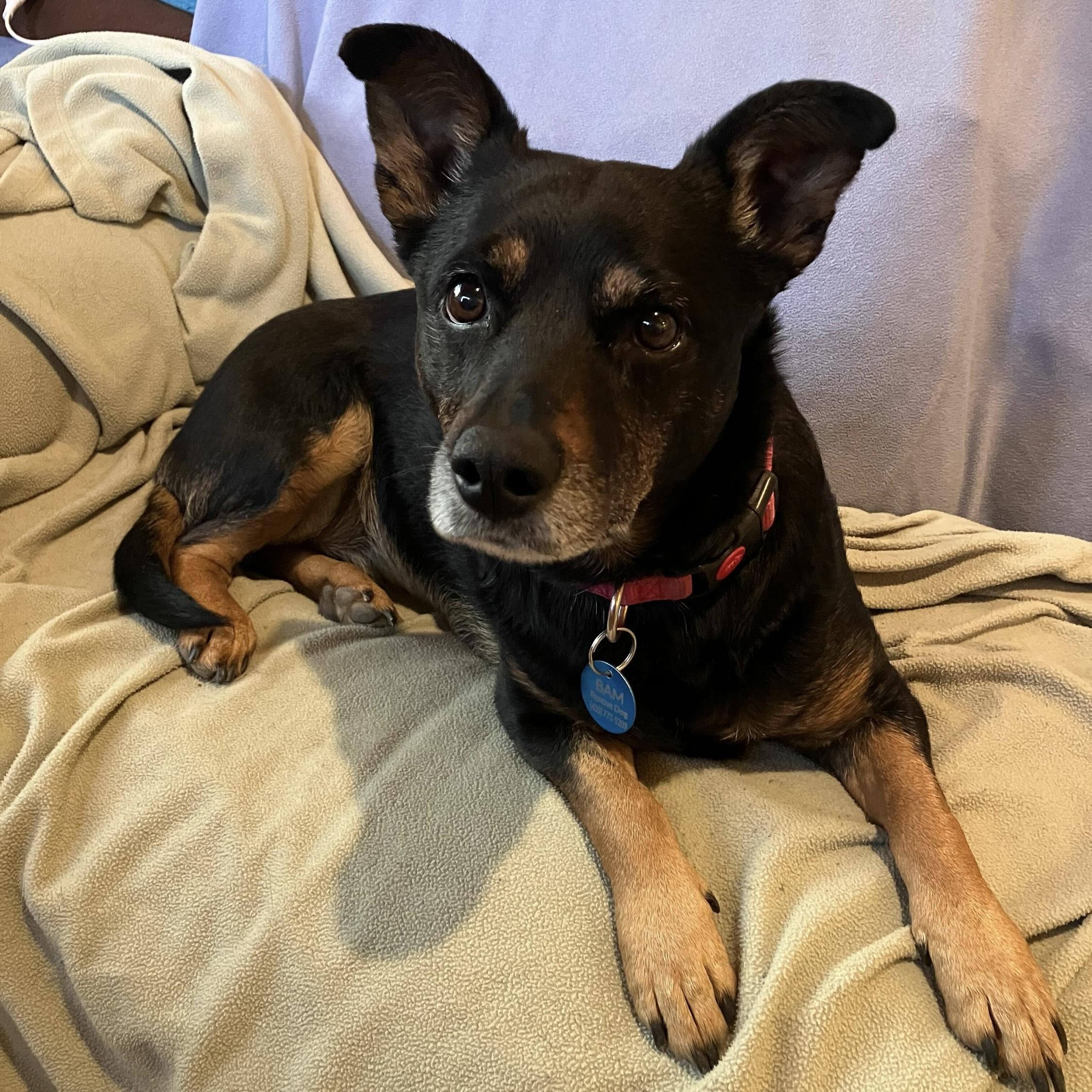 Enlarge Aurora, a Adoptable mixed breed in Hurricane, UT image 1/6