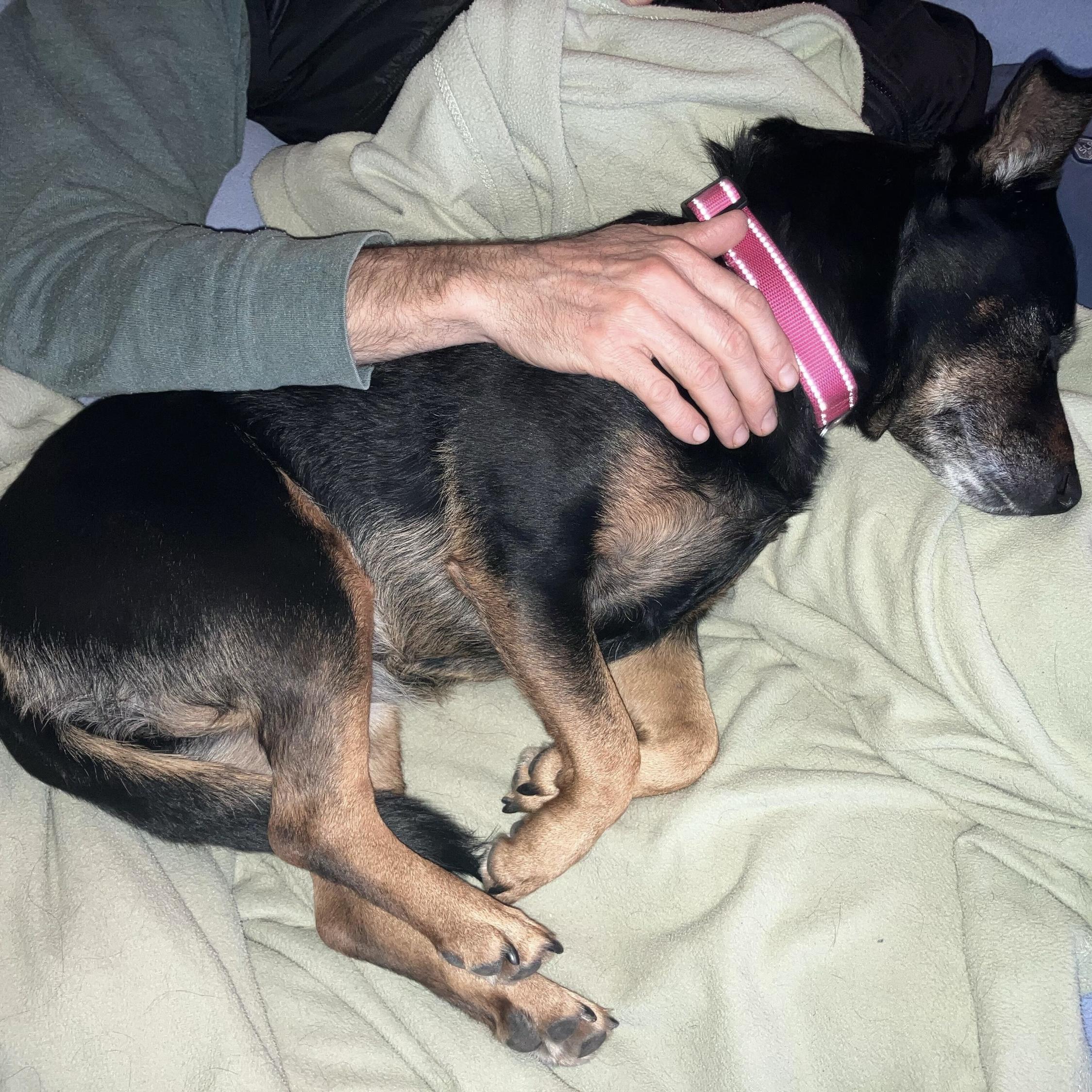 Enlarge Aurora, a Adoptable mixed breed in Hurricane, UT image 2/6