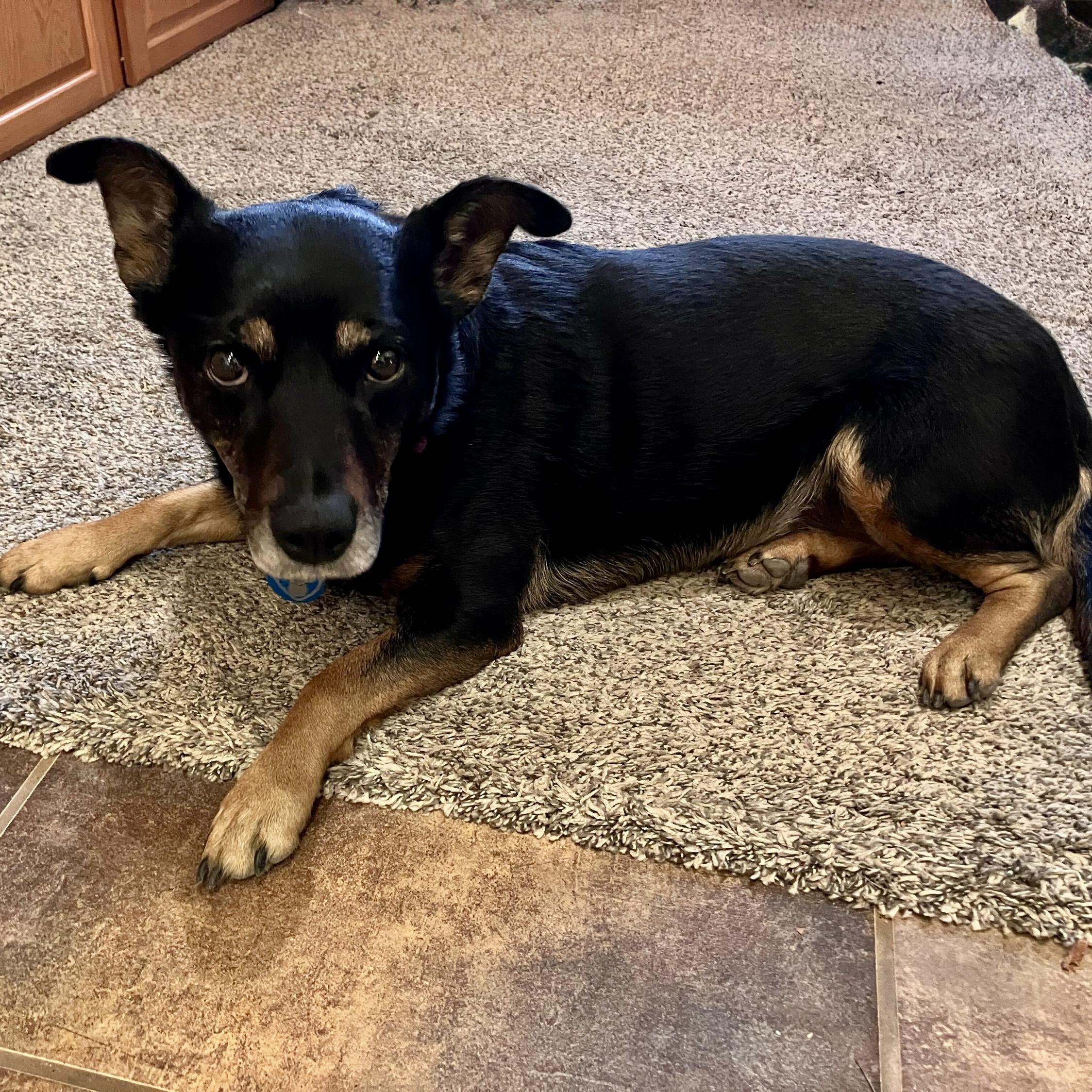 Enlarge Aurora, a Adoptable mixed breed in Hurricane, UT image 3/6